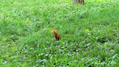 可爱的毛茸茸的松鼠在草地上发现了坚果，把它含在嘴里，然后跑掉了